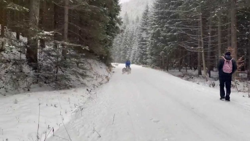 Ps&iacute; spřežen&iacute; na B&iacute;l&eacute; v Beskydech