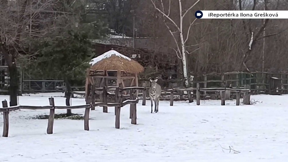 Zimn&iacute; ZOO v Praze