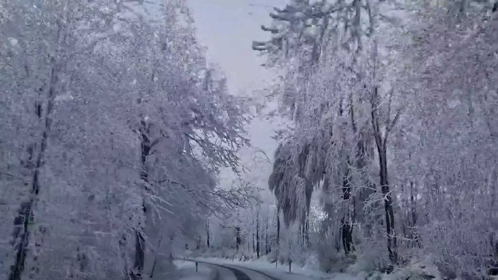 N&aacute;mraza l&aacute;mala stromy na Javornicku