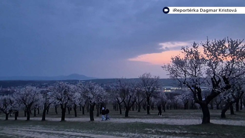 Slavnosti mandlon&iacute; v Hustopeč&iacute;ch