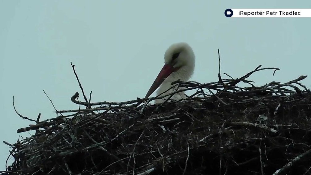 Č&aacute;pi z Huslenek