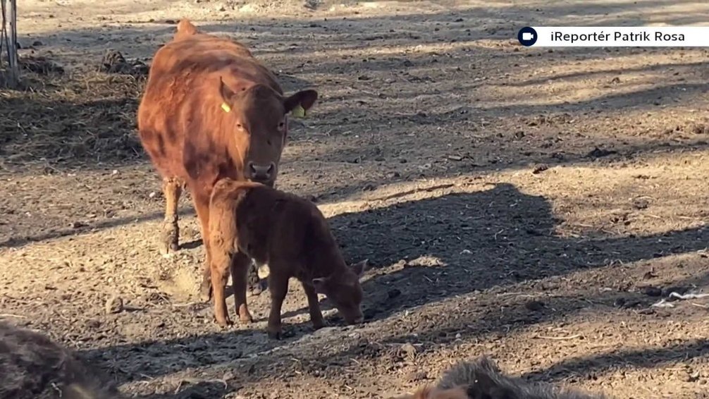 Kr&aacute;vy v Červen&eacute;m Kostelci