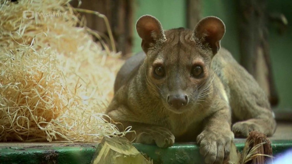 Fosa