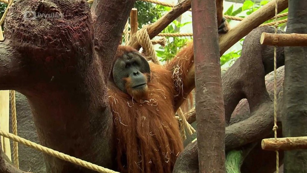 Orangutan
