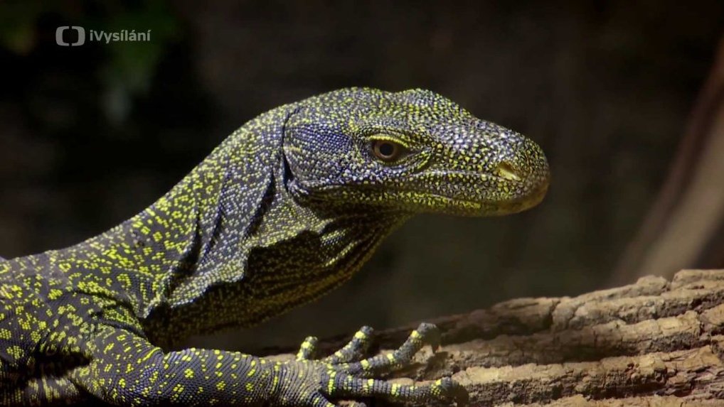 Varan