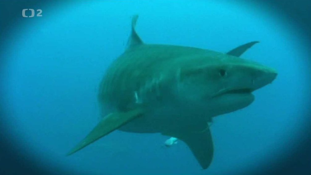 Bonbónky světa: Zvědavost žraloků