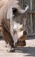 Poslední šance pro severní bílé nosorožce