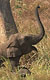 Sloni indičtí