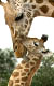 Žirafí ráj