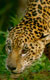 Stárnoucí jaguár