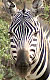 Zebry, Afrika