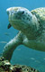 Peňu Peňu - želvy z Celebeského moře