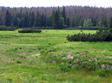 Návraty k divočině – Šumava
