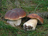 Na houby