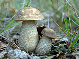 Na houby