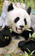 Panda - zvířecí celebrita aneb Sbohem Fu Longu