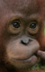 Ze života orangutanů