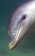 Delfíni ze Žraločí zátoky