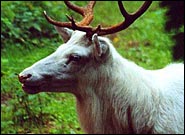 Bílý jelen