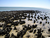 Stromatolity (foto: Happy Little Nomad, wikimedia.org)