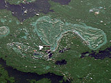 Cyanobakterie (foto: Lamiot, wikimedia.org)