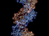 Část šroubovice DNA (foto: ynse wikimedia.org)