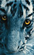 Film o filmu Modrý tygr