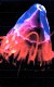 Nebezpečná krása - tajemný svět medúz
