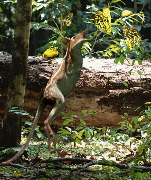 Tamandua, Additional Creatures Wiki