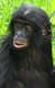 Máma bonobů