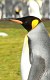 Falklandy - ráj tučňáků