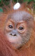 Poslední orangutani na Sumatře