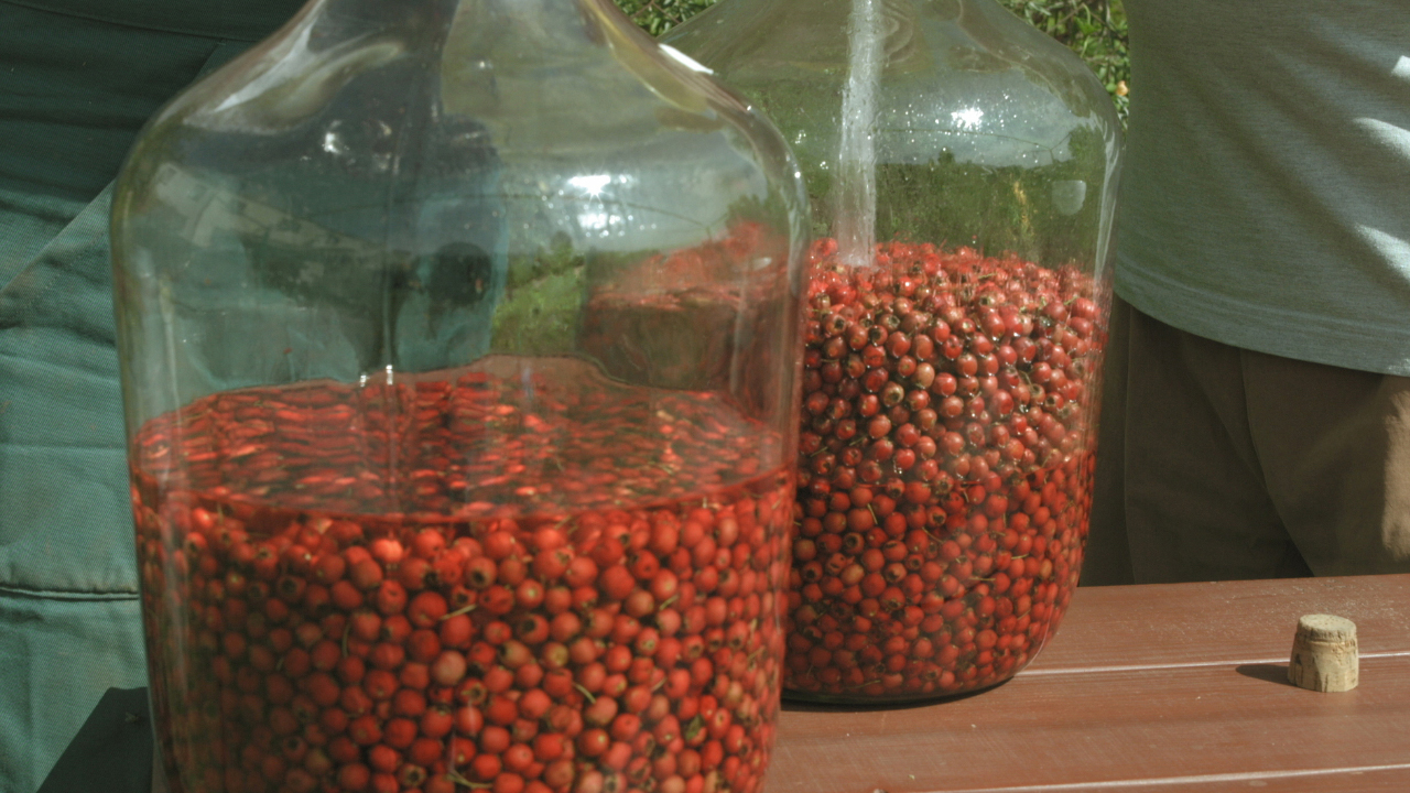 Hlohovice — Recepty — Herbář — Česká televize