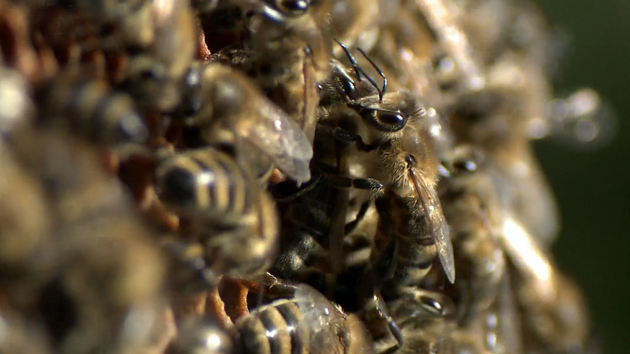 Nedej se!: Úhyn včelstev