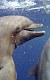 Delfíni očima špionážních kamer