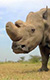 Nosorožci ze zkumavky