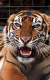 Poslední tygři sumaterští