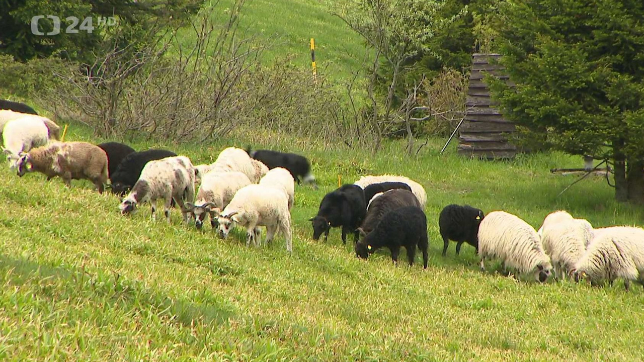 Dětský den v Plané nad Lužnicí