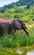 Národní parky Ugandy
