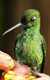Úžasný kolibřík