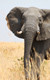 Sloni zblízka
