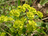 Euphorbia cyparissias (foto: Liuthalas, wikimedia.org)