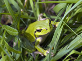 Rosnička zelená (foto: OhWeh, wikimedia.org)