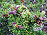 Pinus mugo cone (foto: Noval, wikimedia.org)