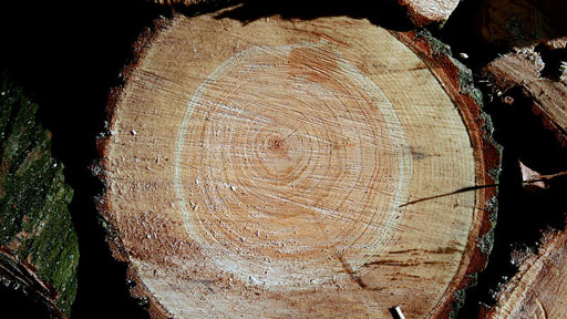 Podivuhodný svět: Za vůní dřeva