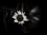 Petr Racek
